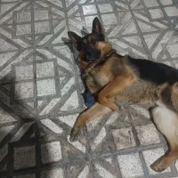 سگ ژرمن اصیل نر برای جفتگیری