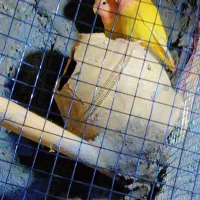 کوتوله برزیلی