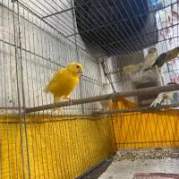 ۱۲عددقناری خوب