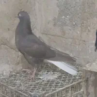 جوجه دم سفید