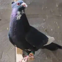 گروه کفتر