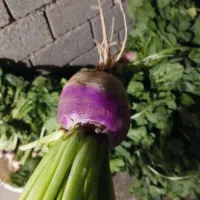 شلغم با برگ درجه یک