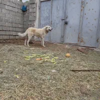 سگ پژدر گله ای