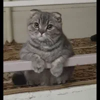 جفتگیری گربه