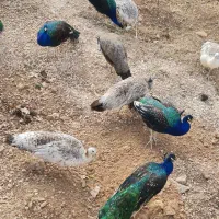 تخم طاووس