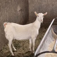 بز سانن و مورسیاه اصیل