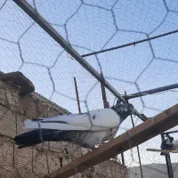 کفتر پاکستانی