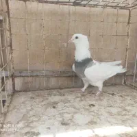 ماده طوقی نر کله دمبی نر ایری