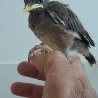 عروس هلندی و جوجه مینا