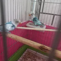 کوتوله‌برزیلی‌خوشگل