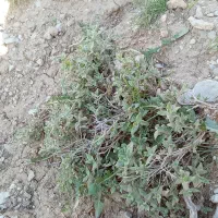 آویشن تازه