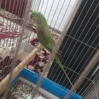 شاه طوطی نر ۹ ماهه هست