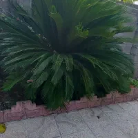 یک عدد  سیکاس   بزرک و زیبا