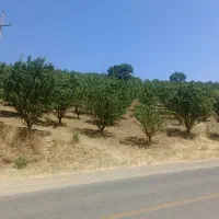زمین کشاورزی  باغ بادام پوست کاغذی
