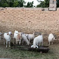 گوسفند