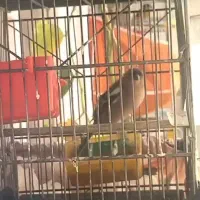 سهره جنگلی رام و‌قفسی شلاقی