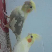 عروس هلندی