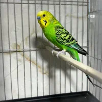 یک جفت مرغ عشق کاملا سالم و سلامت آماده جفت گیری