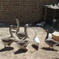 غاز