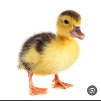 جوجه اردک