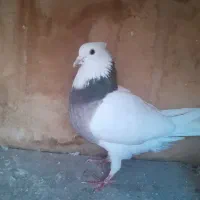 کبوتر طوقی ماده  تعویض فقط