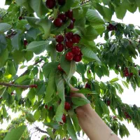 گیلاس تک دانه