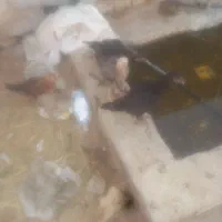 جوجه لاری