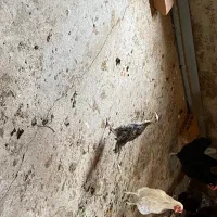 جوجه بوقلمون ۲ ماهه کرچ شو