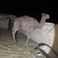 شتر|حیوانات مزرعه|قمرود, |دیوار