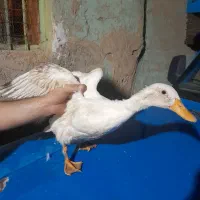 اردک