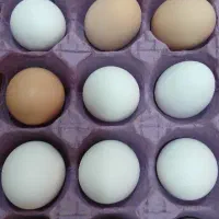 تخم مرغ محلی تازه
