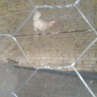 مرغ بومی تخمگذار