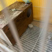 مرغ عشق|پرنده|سبزوار, فرهنگیان|دیوار