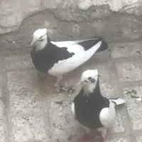 کبوتر طوقی