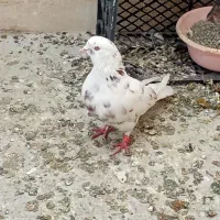 کبوتر