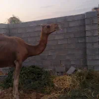 یک نفر آبستن