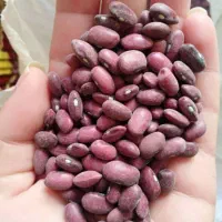 لوبیا قرمز
