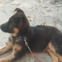 توله ژرمن سه ماه