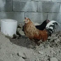 خروس|حیوانات مزرعه|ایذه, |دیوار