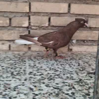 نر اشعل سرخ خال سیاه بی نظیر