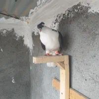 ساده کاکولی  سینه مشهدی  ماده