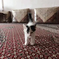 واگذاری بچه گربه