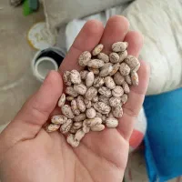 لوبیا چیتی ارتشی ابلغ