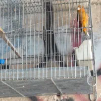 سهره قناری مست شلاقی