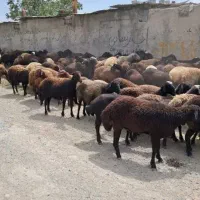 بره چاق