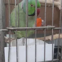 طوطی