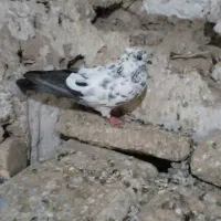 کبوتر پرشی و غریب گیری