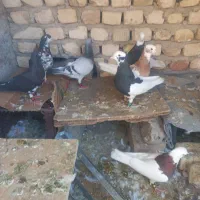 کفتر طوقی وشهری وسبزدلبر