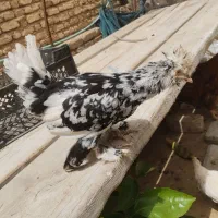 ۴تا جوجه مرغ پاپر سلطان