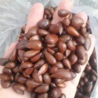 فروش بادام کوهی و مغز بادام کوهی